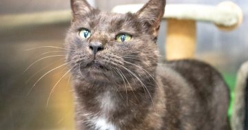 RSPCA’s Pets of the Week – Mao Mao & Bart