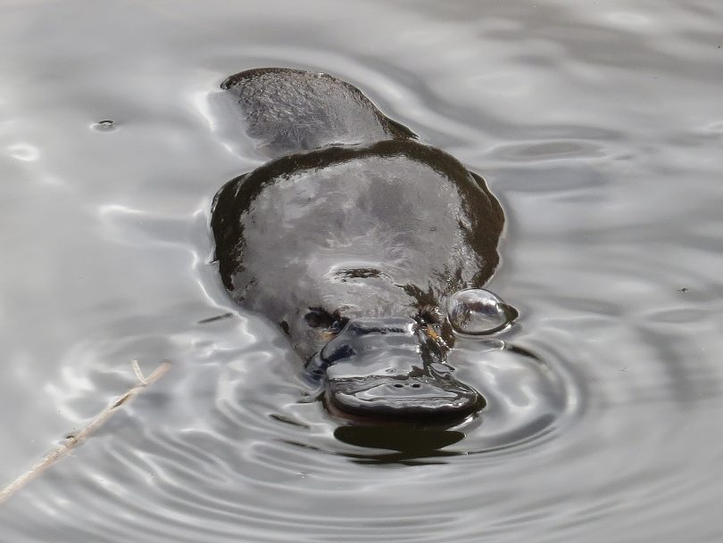 A platypus surfaces for about 30 seconds before diving again, creating a tell-tale ripple pattern on the surface of the water that is unmissable once you know what you're looking for. Photo: John Burndock.