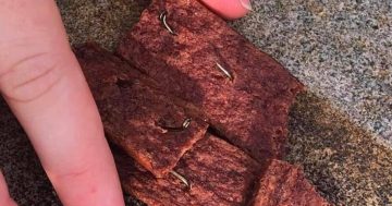 Dog owner finds dog treats containing fish hooks in his backyard