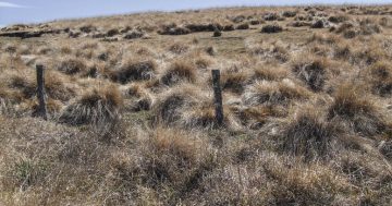 Management Plan for African Lovegrass on Snowy Monaro