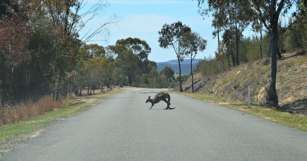 You're driving along and a kangaroo jumps out in front of you - what should you do?