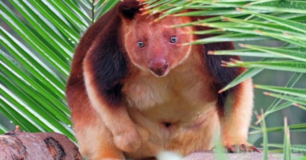 Canberra’s zoo working to help save tree kangaroos from extinction