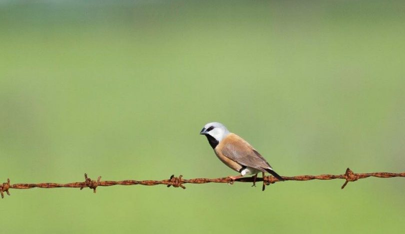 Critics of Adani's coal mine plan say that the plan to limit impact on the black-throated finch will not save the endangered bird. Photo: Facebook. 