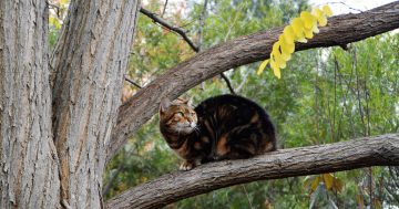 RSPCA throws support behind ACT Government's cat containment plan