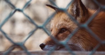 Chook Chat with Cheryl Nelson - Protecting your girls from predators