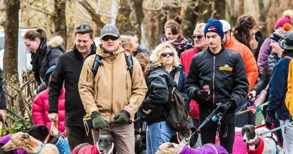 Great Global Greyhound Walk back again for a tail-wagging good time