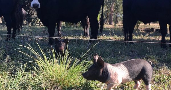 …and this little pig tackled climate change