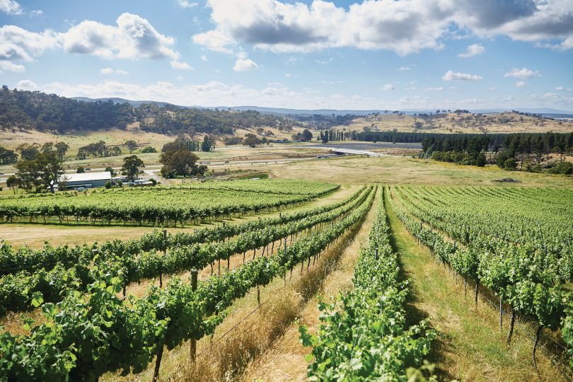 Mount Majura Vineyard.