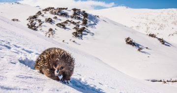 National Geographic recognises three South East photographers