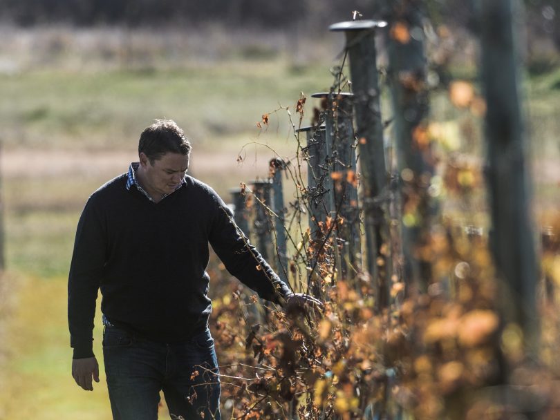 man with grape vines