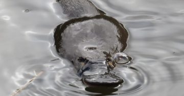 What we know about declining platypus populations - it's not much