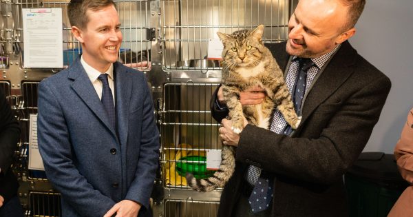 Government may put RSPCA and Domestic Animal Services on one site