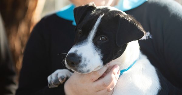 Pets recognised as 'sentient' as Government adds more bite to animal welfare laws