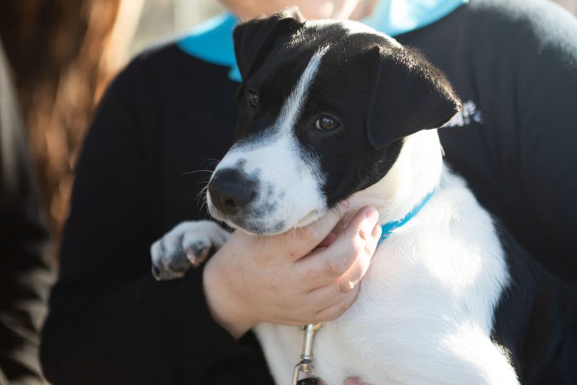 A dog held by its owner.