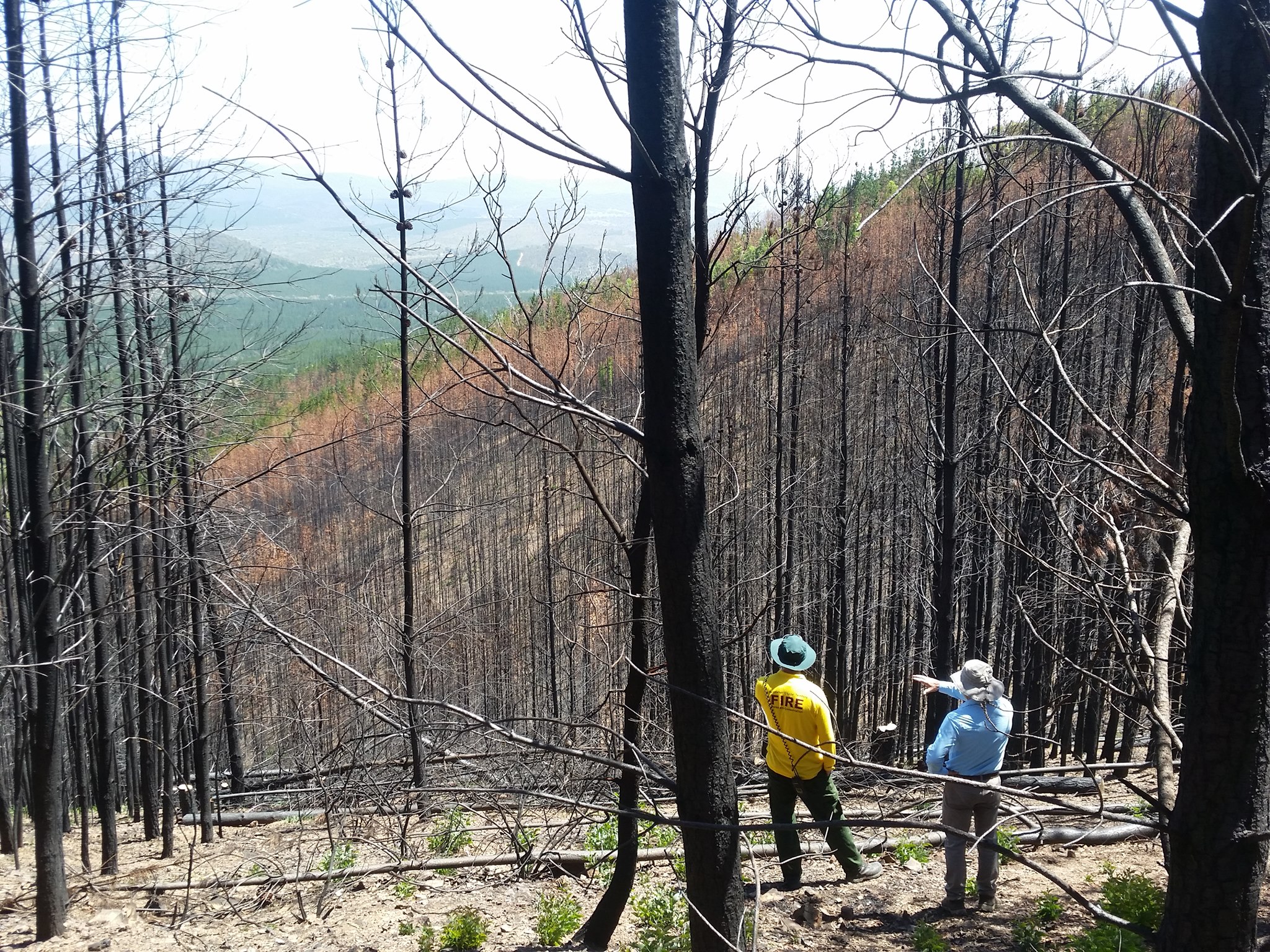 Community encouraged to lend their green thumbs for Pierces Creek restoration