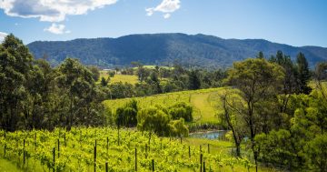 Boutique vineyard and home for sale in the heart of Bega Valley