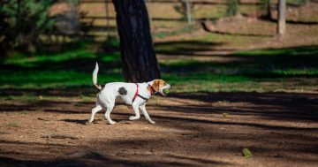 Once bitten, twice shy owners call for better management of public dog parks