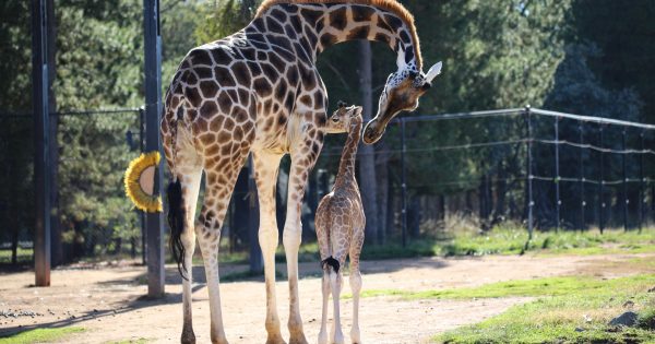 National Zoo welcomes its newest member