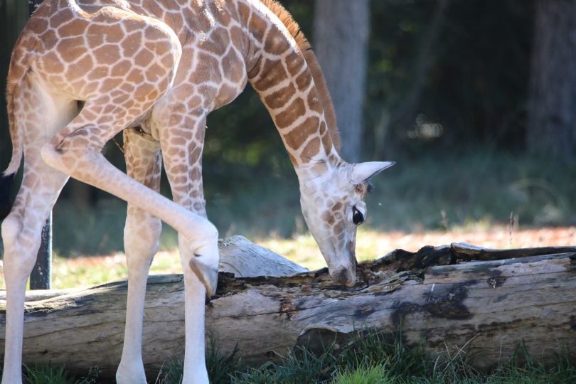 A baby girl giraffe is the latest addition to the National Zoo in Canberra. Photo: Supplied. 