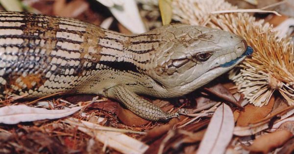 Think you were born smart? ANU research shows that blue-tongue lizards really are