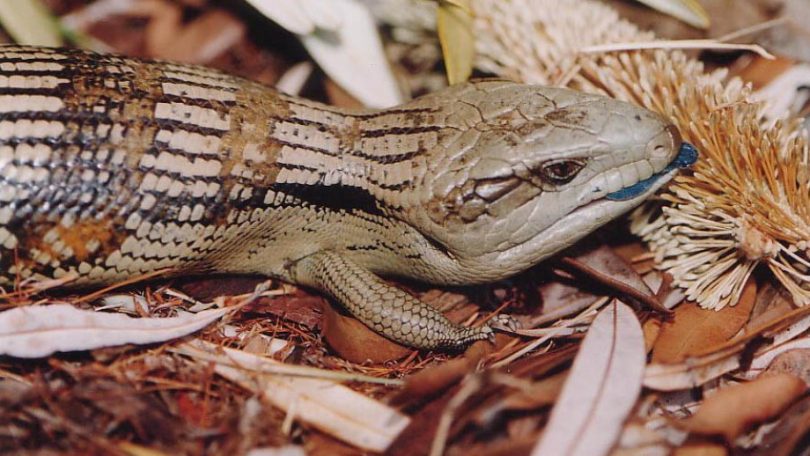 eastern blue-tongue lizards