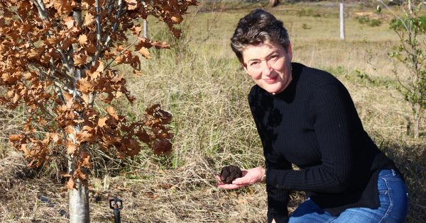 Truffles take over from politics (for now) for Liberal Fiona Kotvojs