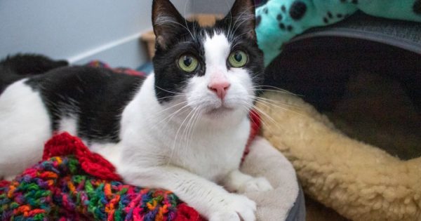 RSPCA's Pets of the Week - Mors & Nelly