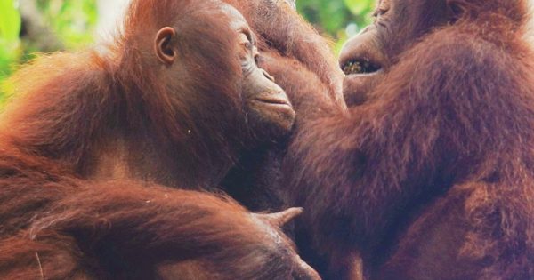 Learn about orangutan survival school at Canberra event