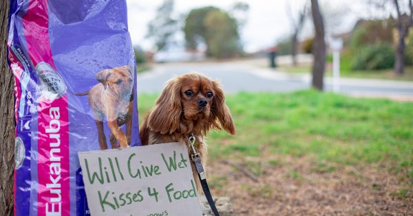 Winter pet food appeal for Canberra's vulnerable furry friends