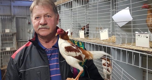 Bring back National Poultry Show to Canberra