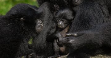 Marmoset twins and baby siamang join National Zoo's growing population