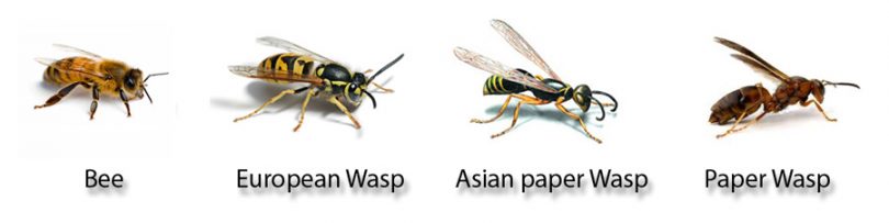 How to identify a European wasp: they have prominent black and yellow stripes with black spots down their abdomen. Photo: City Services.