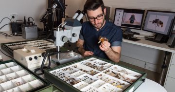 How Canberran ‘Bry the Fly Guy’ and his CSIRO colleagues had some Game of Thrones fun