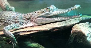 Canberra Reptile Zoo devastated after crocodile and pythons stolen