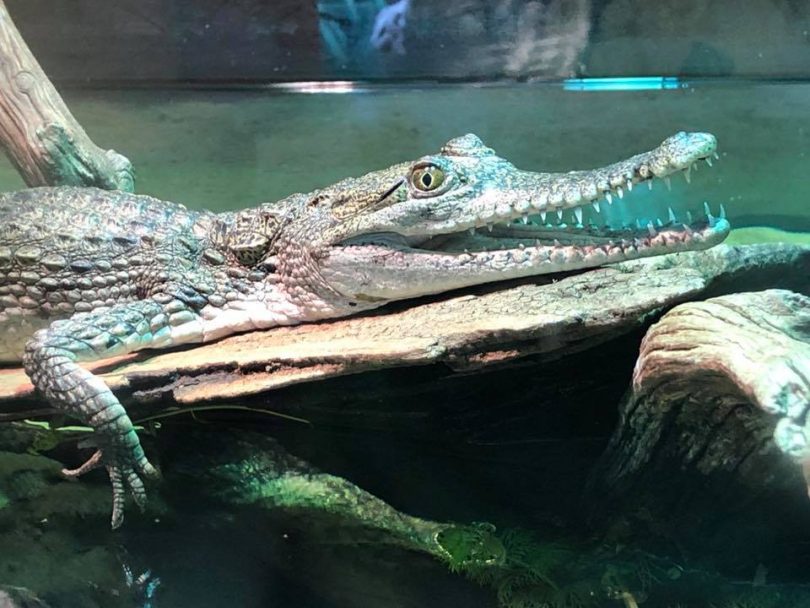 Canberra Reptile Zoo