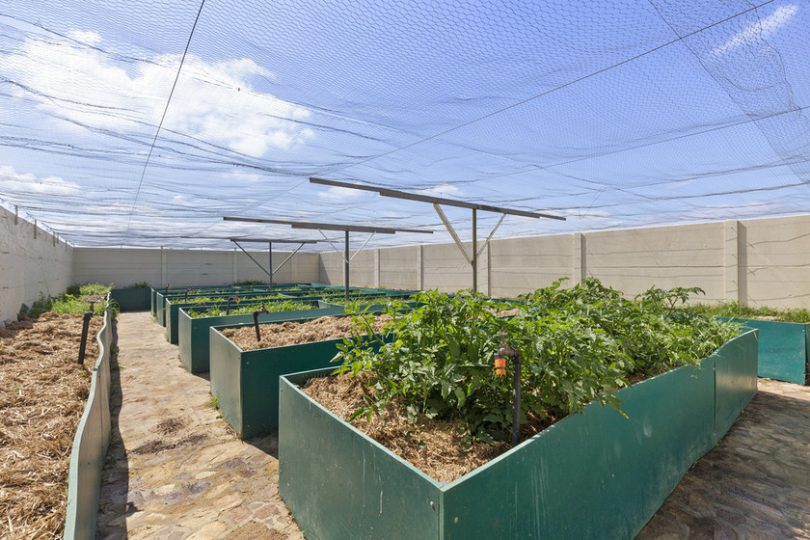 raised vegetable garden beds under bird netting outside.