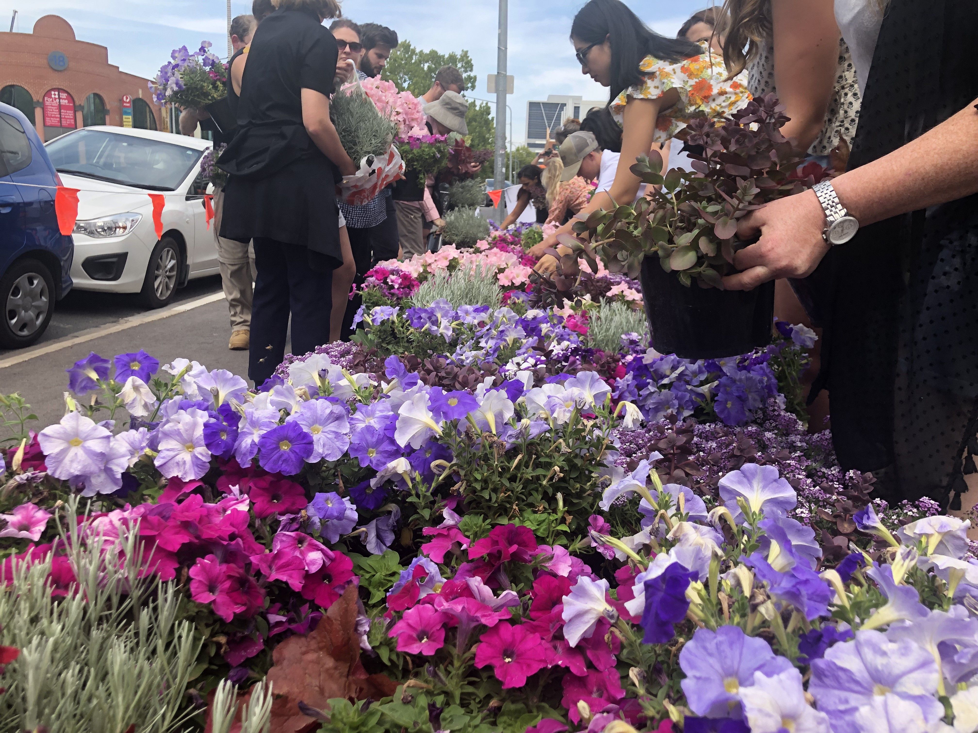 Plant giveaway on again in Civic and Braddon