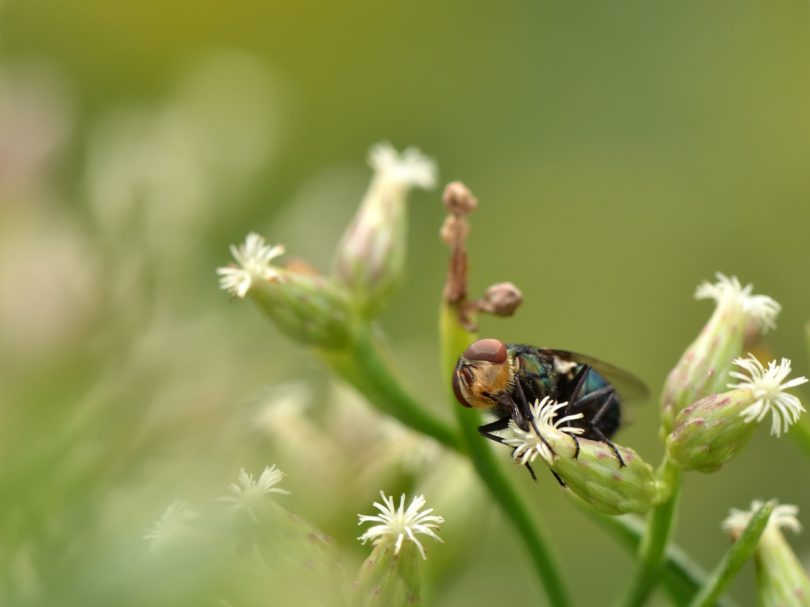 Secondary screwworm fly on plant