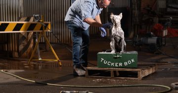 Old dog given new life thanks to ANU artist