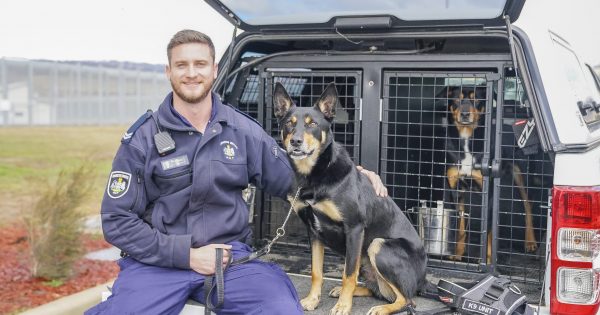 Newest K9 recruits Doug and Luke hired to sniff out trouble