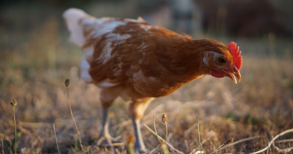 Chook Chat with Cheryl Nelson - Feeding your flock