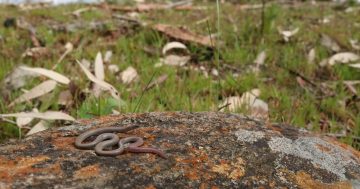 $1 million home to save rare pink-tailed worm lizard