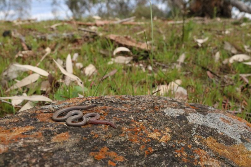 pink-tailed worm lizard