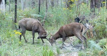 Greater controls needed for growing deer population