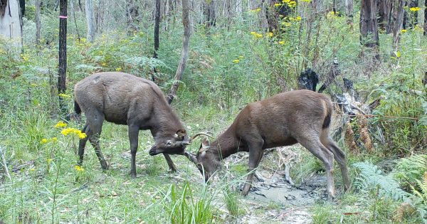 Does the ACT have a deer problem? Yes and no, according to a senior ranger