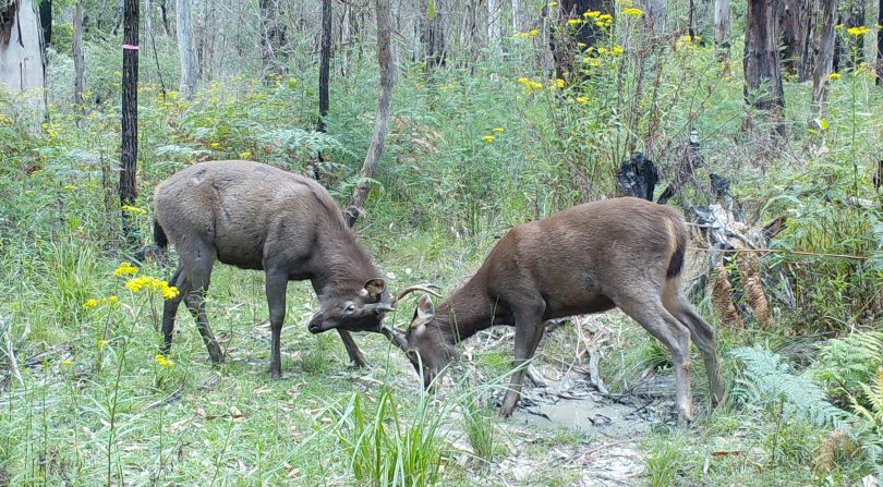 Sambar deer