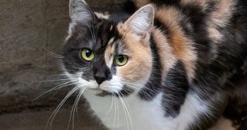 RSPCA's Pets of the Week - Tashi & Marshall