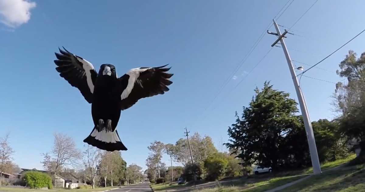 bastard magpie swooping an innocent cyclist probably on their way to help the poor