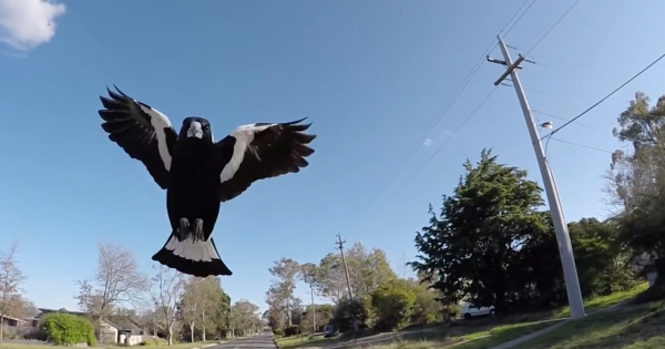 Here's the swoop: Magpie season descends on the Capital