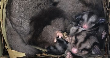 Sugar Glider family makes a nesting box home at Bega River